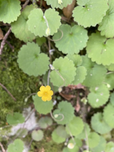 Madeira Moneywort