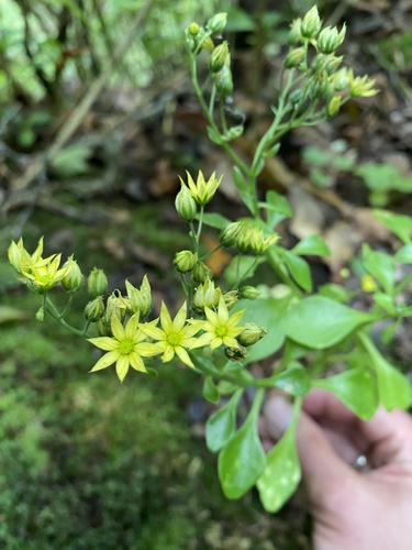 Aichryson divaricatum