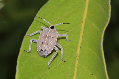 Pseudatelus Raptorius Pseudatelus notatipennis · iNaturalist