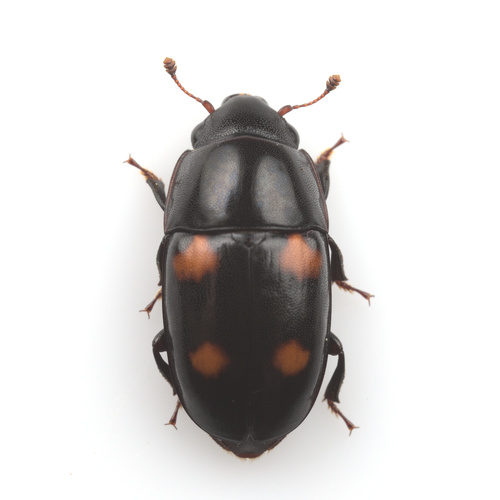 Glischrochilus obtusus (Say, 1835)