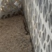 photo of San Diego Gopher Snake (Pituophis catenifer annectens)