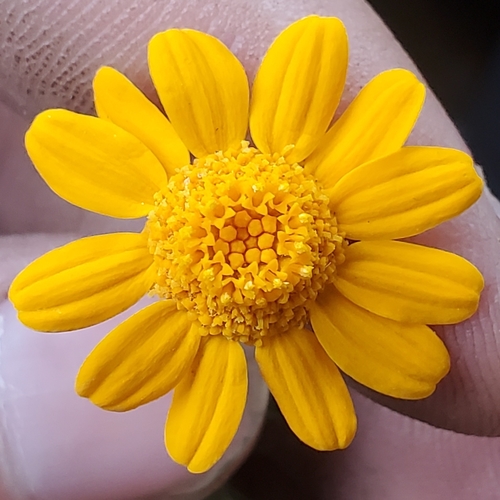 Eriophyllum lanatum var. croceum