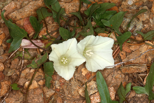 Calystegia atriplicifolia ssp. buttensis