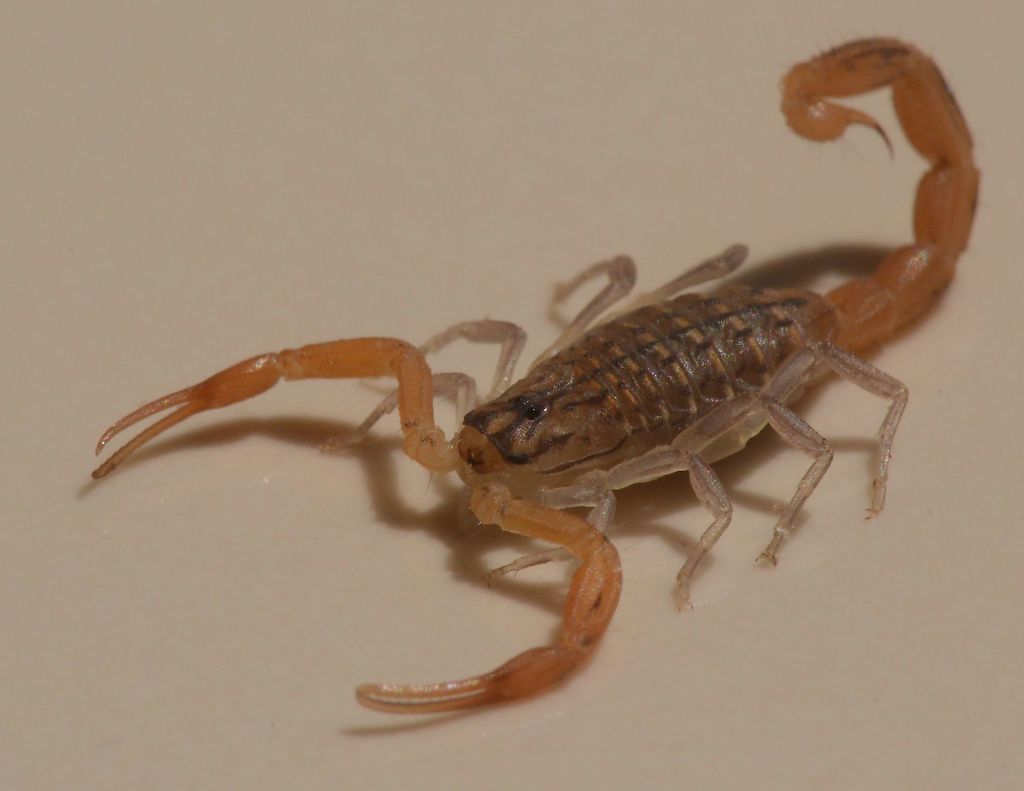 Mediterranean Checkered Scorpion from Fethiye/Muğla, Turkey on August ...