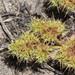 Chorizanthe angustifolia - Photo (c) David Keil, todos los derechos reservados, subido por David Keil
