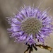Monardella undulata undulata - Photo (c) David Keil, όλα τα δικαιώματα διατηρούνται, uploaded by David Keil