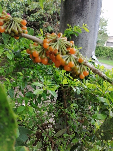 Acnistus arborescens - Whole tree
