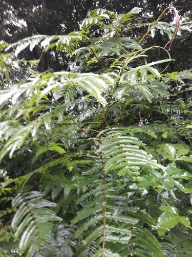Pentaclethra macroloba - Whole tree