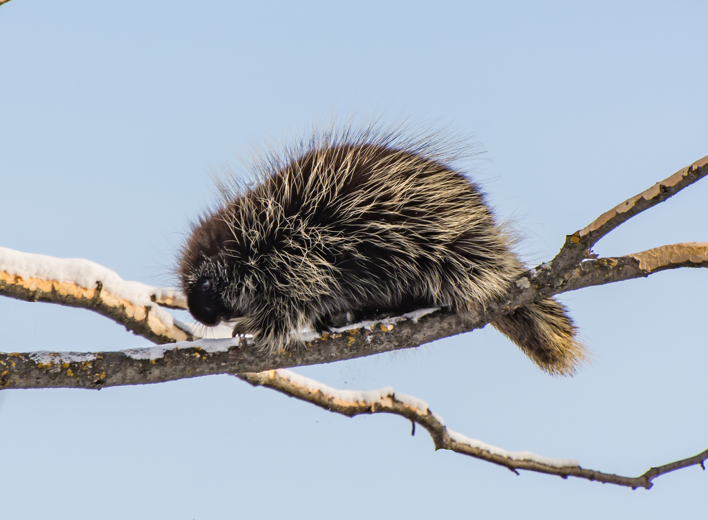 North American Porcupine from Ontonagon County, MI, USA on January 6