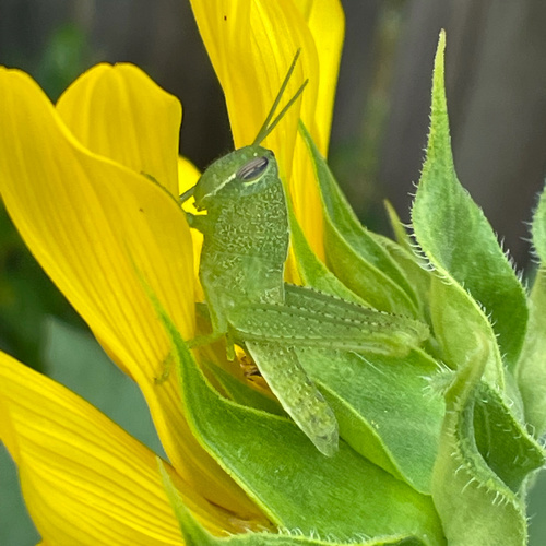 Obscure Bird Grasshopper
