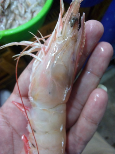 Langostino, crevette de l'Atlantique oriental