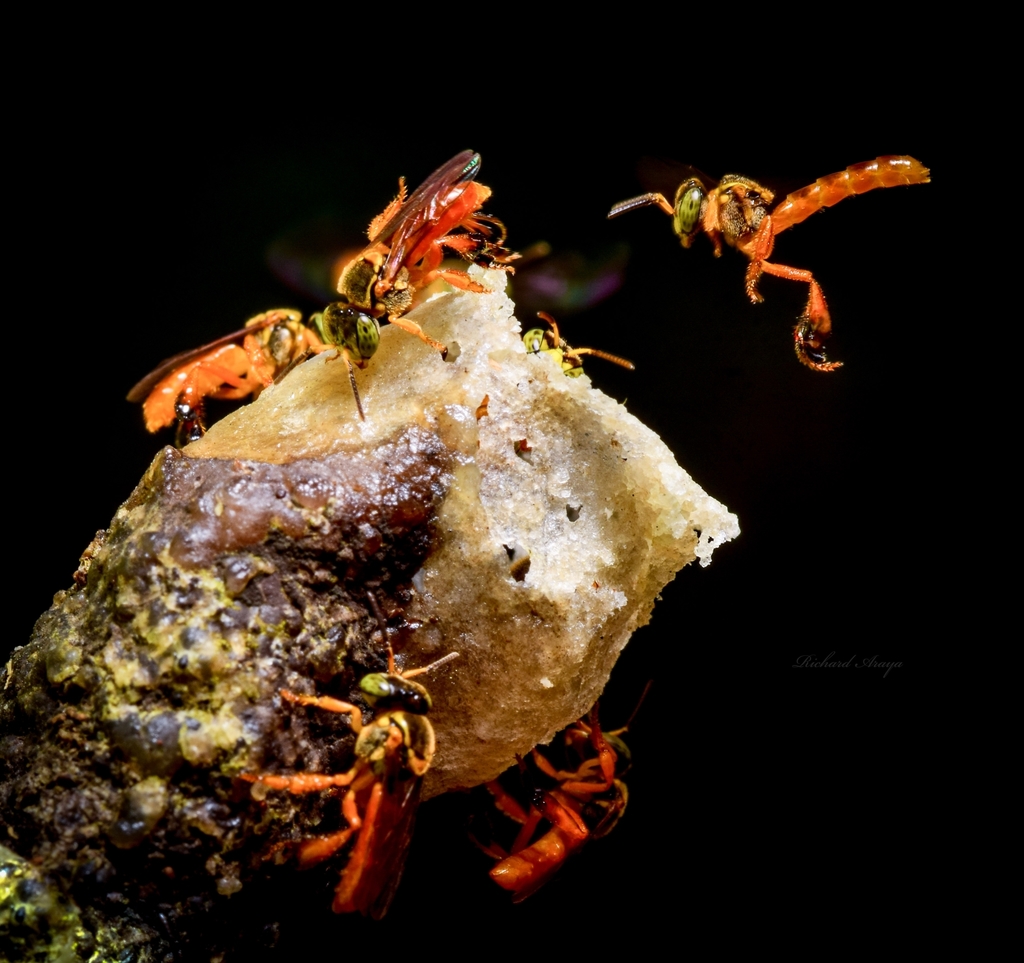 Abelhões (género Bombus) · BioDiversity4All