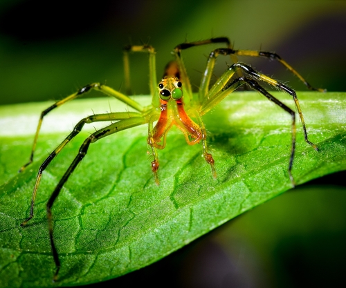 Lyssomanes mandibulatus