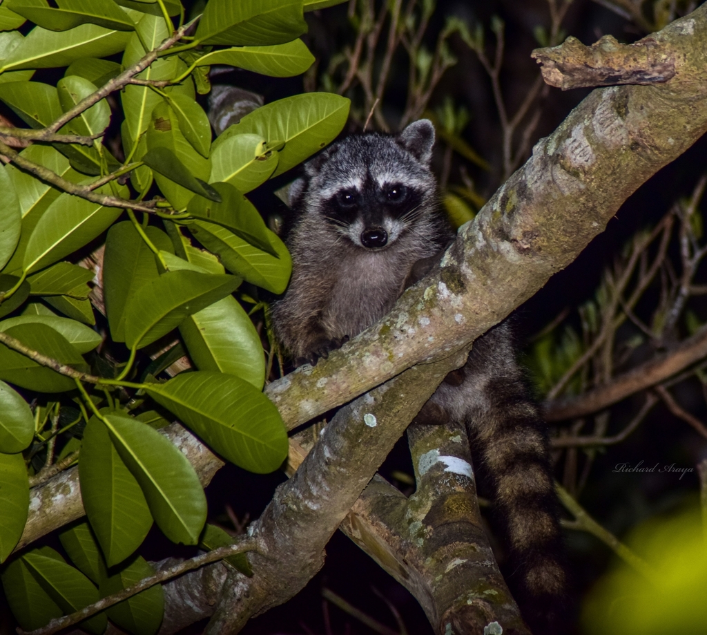 Common Raccoon from San Ramón on April 17, 2020 at 01:13 AM by Richard ...