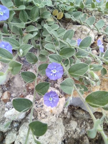 Evolvulus alsinoides
