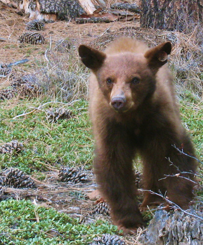 iNaturalist observation photo of American Black Bear