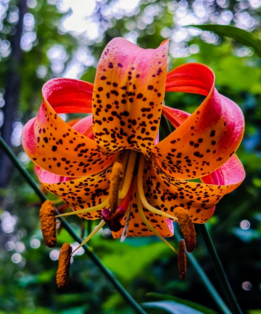 Michigan lily from Vergennes Township, MI, USA on July 09, 2021 at 0902 PM by Dan Leep