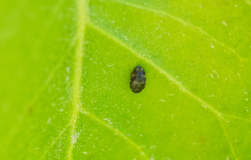 photo of Black Carpet Beetles (Attagenus)