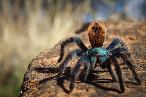 North American Cobalt Tarantula