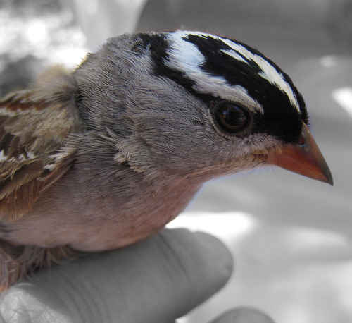 iNaturalist observation photo of White-crowned Sparrow