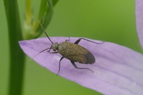 Lepidargyrus ancorifer (Fieber, 1858)