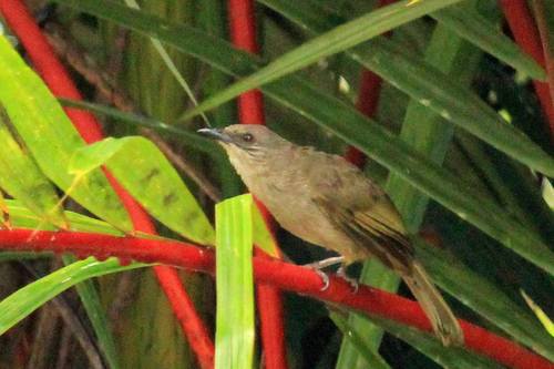 Olive-winged Bulbul