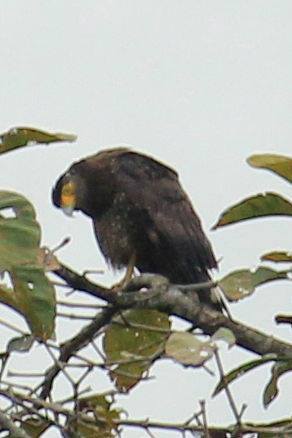 Crested Serpent-Eagle