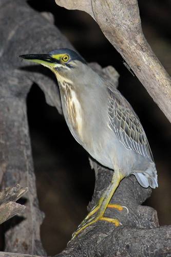 Little Heron
