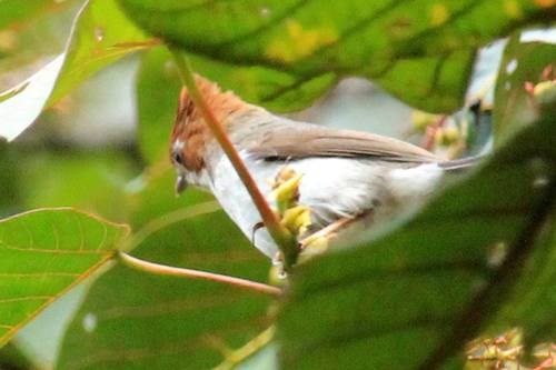 Chestnut-crested Yuhina