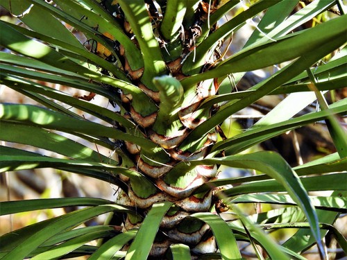 Cape Region yucca