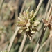 Smooth Flatsedge - Photo (c) Fero Bednar, all rights reserved, uploaded by Fero Bednar