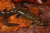 Southern Shovel-nosed Dusky Salamander - Photo (c) captainjack0000, all rights reserved, uploaded by captainjack0000