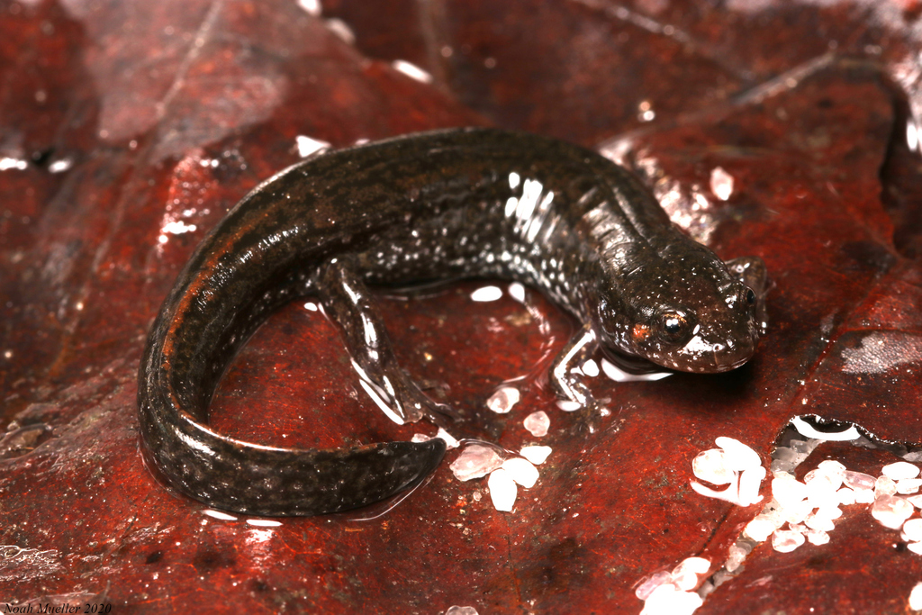 southern dusky salamander