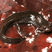 Salamandra Oscura Sureña - Photo (c) captainjack0000, todos los derechos reservados