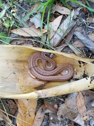 Florida Brownsnake