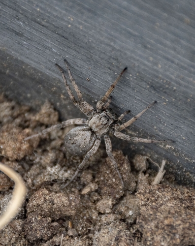 Lycosa singoriensis