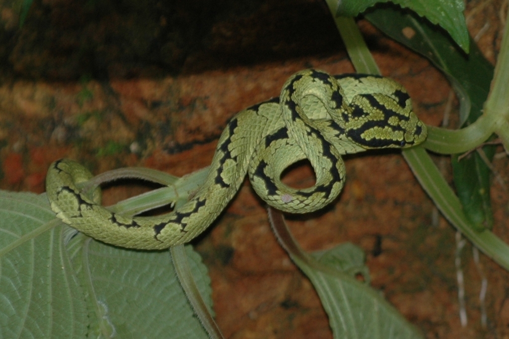 Green Bush Viper (Atheris chlorechis) · iNaturalist Guatemala