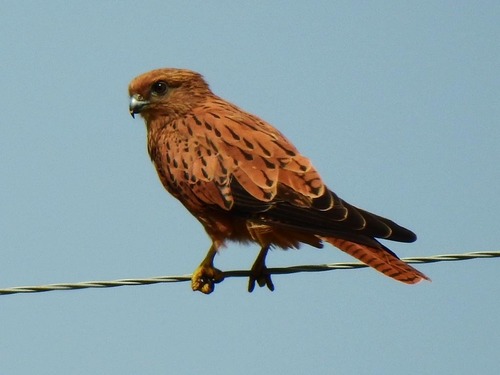 Fox Kestrel
