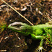 Duméril's Whorltail Iguana - Photo (c) Diegophidio, all rights reserved, uploaded by Diegophidio