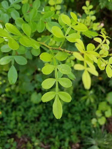 Lime Prickly-ash