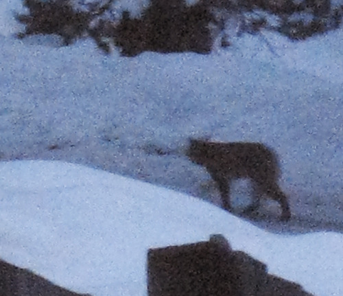 iNaturalist observation photo of Bobcat