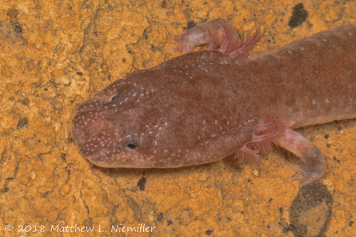 Tennessee Cave Salamander