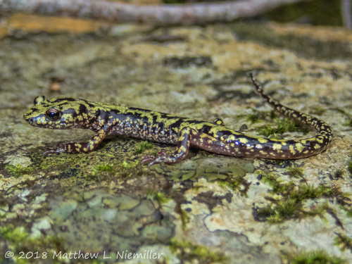 Green Salamander