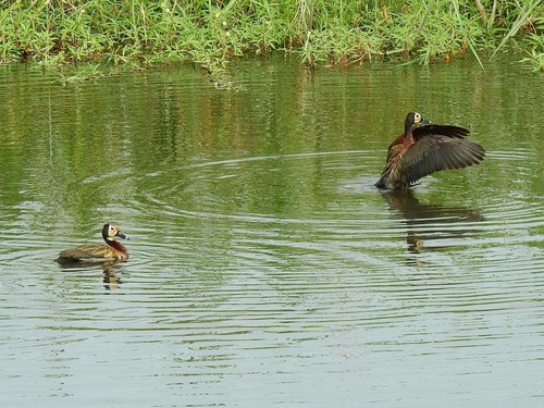 White-faced Whistling-Duck