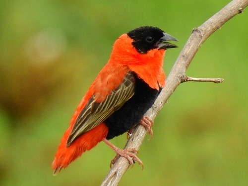 Northern Red Bishop