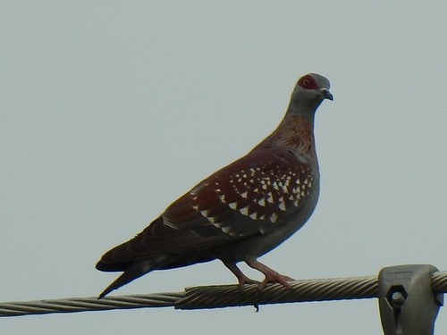 Speckled Pigeon