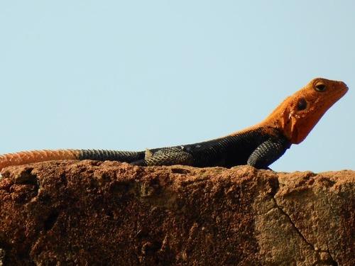 Finch’s agama
