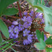 Hydrophyllum alpestre - Photo (c) faerthen, todos los derechos reservados, subido por faerthen