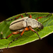 Macrodactylus uniformis - Photo (c) Alice Abela，保留所有權利