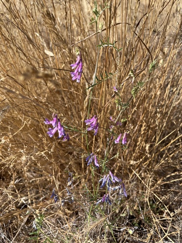 iNaturalist observation photo of hairy vetch